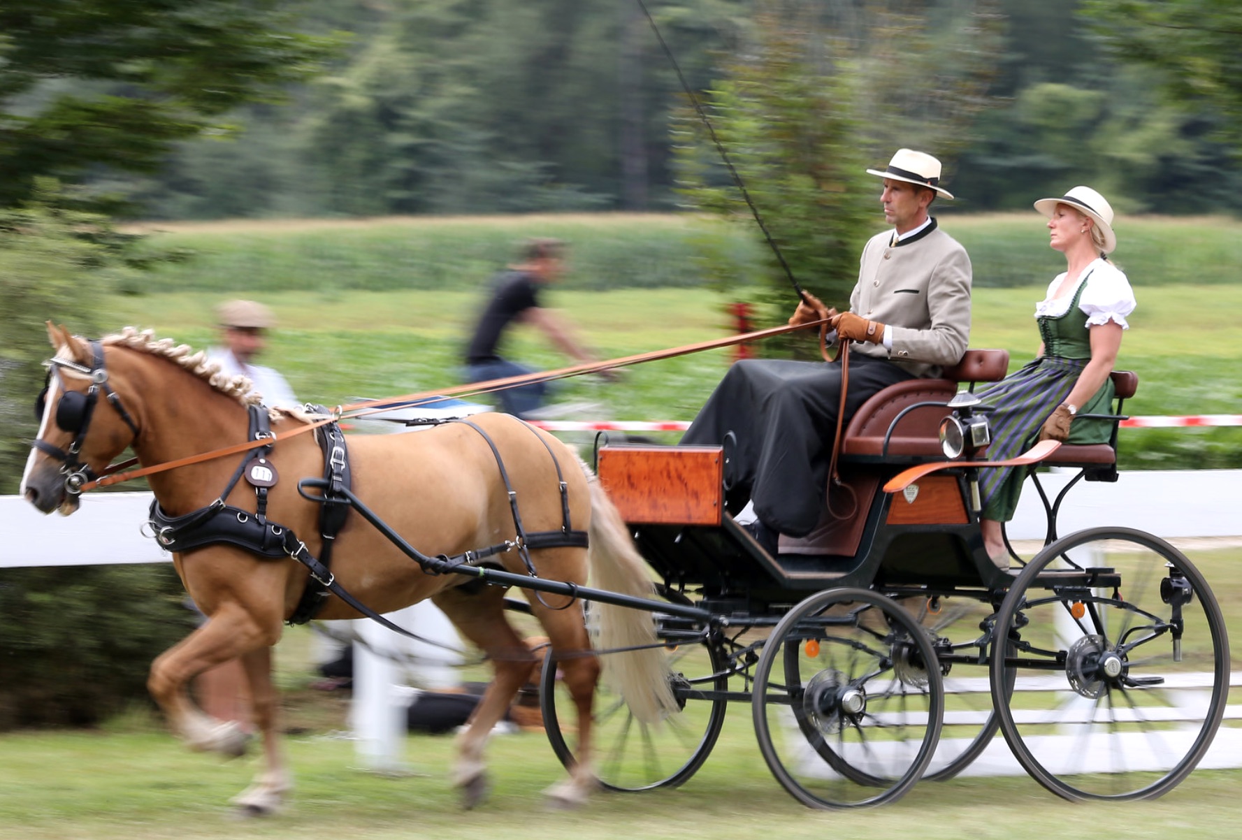 Dressur Haflinger