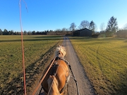 Haflinger Einspnner