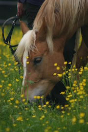 Haflinger
