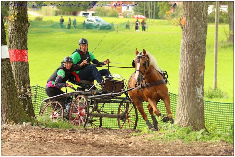 Haflinger Gelnde