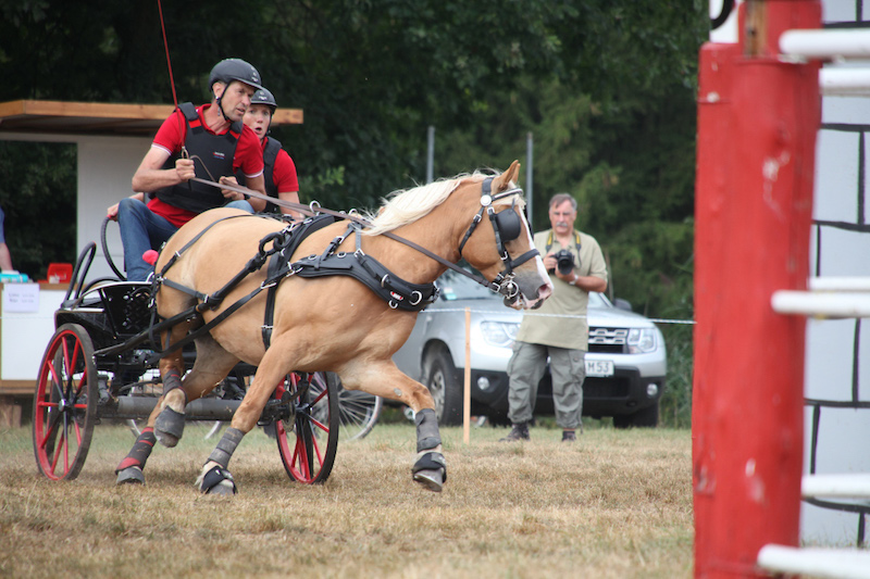 Haflinger Gelndehindernis