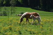 Fohlen