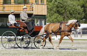 Haflinger Dressur
