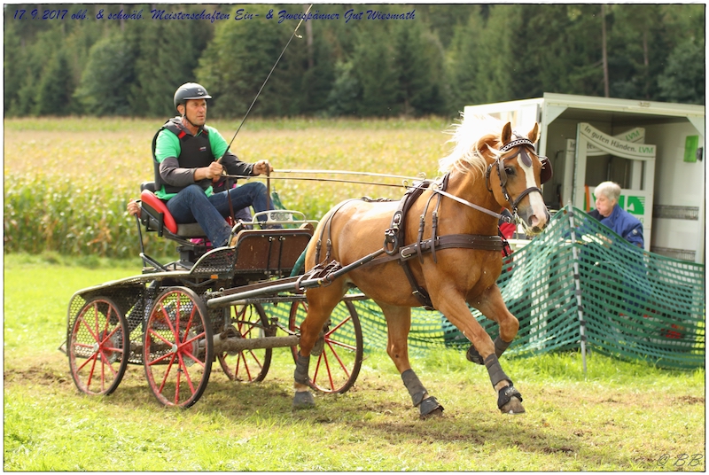 Haflinger Fahren