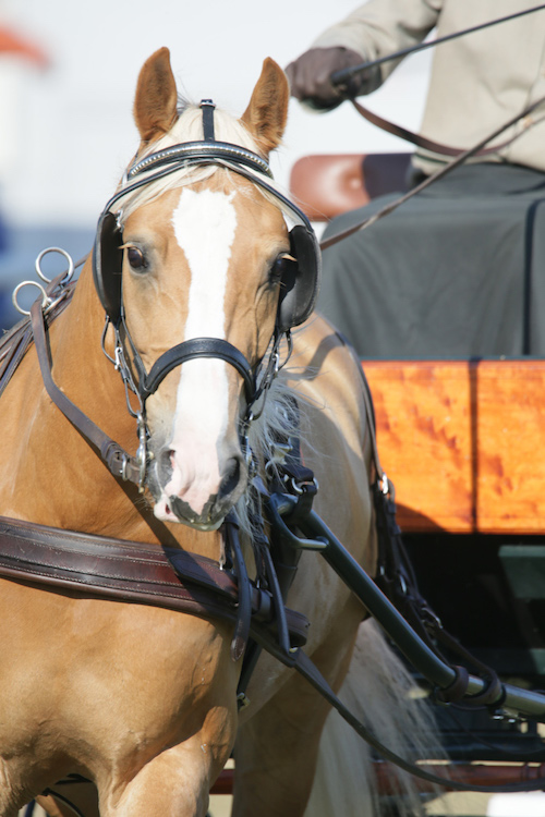 Haflinger