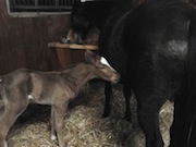 Warmblutfohlen