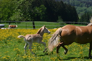 gesundes Fohlen